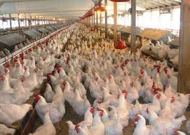 Chicken Retailers